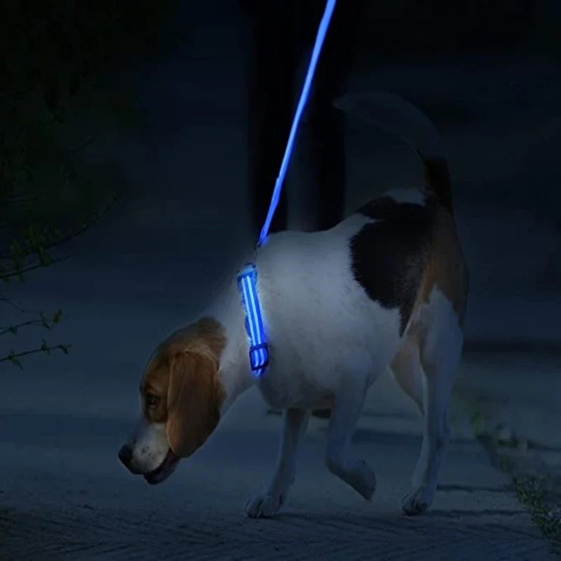 Dog Collar with a Light, USB Rechargeable & Waterproof Glow