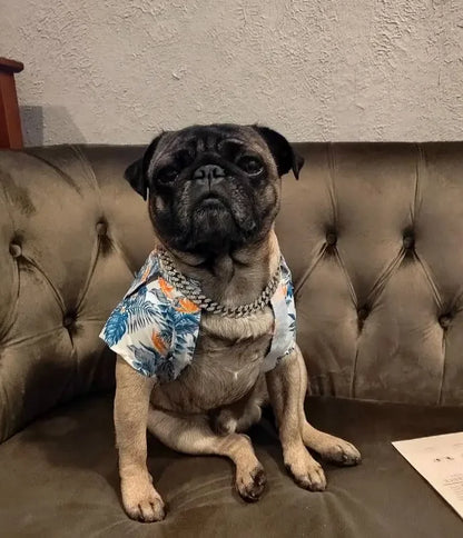 Cuban Link Dog Collar: Luxury Iced Out Gold Diamond Chain