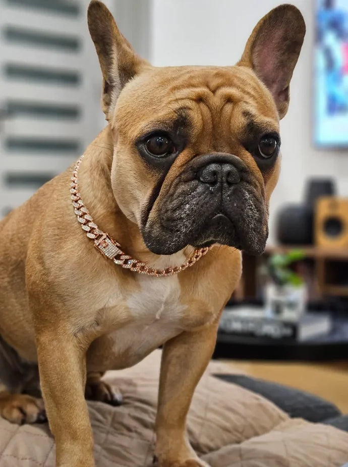 Cuban Link Dog Collar: Luxury Iced Out Gold Diamond Chain