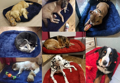 HOOPET Dog-Beds Cage Lounger Pet-House-Cushion Dogs-Mat Bench-Medium Golden Retriever