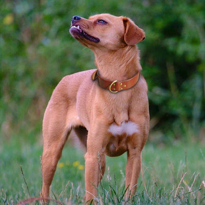 Pet-Dog-Collars D-Ring Pit-Bull Labrador German Shepherd Genuine-Leather Luxury