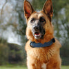 Dog-Collars Pitbull Dogs Large Perro Small Para Medium Soft Padded for Adjustable Big-Dog