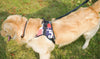 Harnesses Reflective No-Pull-Walk Soft Dogs-Supplies Safety-Dog Nylon Large Medium