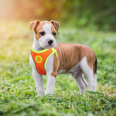Leash-Set Vest Harness Arnes-Perro Reflective Chihuahua Dog Mysudui Lead-Dog Cat
