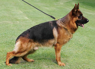 Leash Lead Dog-Training-Clicker Gift German Shepherd Dogs Large Pet K9 Medium for Braided