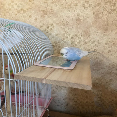 Misterolina Parrot Bird Perch-Stand Pet-Birds-Cage Daily-Accessories Supplies Platform