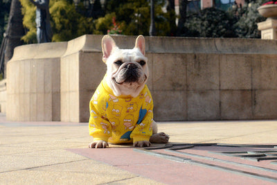 Yellow Dog Clothes, Cartoon Design Cat Clothes, Bulldog Clothes