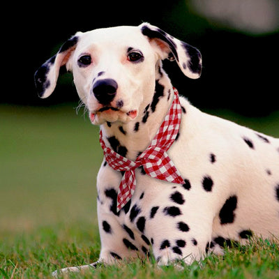 Pet-Scarf Grooming-Accessories Collar Dog-Bandana Pitbull Large Dogs Small Medium Plaid