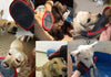 HOOPET Glove Grooming Massage Mitt-Brush-Comb Pet-Dog Bath Cat Fur Bubble-Maker Dog-Wash-Tool