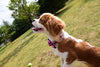 50pc/lot New Handmade Adjustable Pet Dog Bow Ties Pet Dog Neckties for Dog Pet Pet