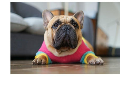 Rainbow Sweater Bulldogs French Winter for MPK