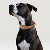 Dog-Collar Bulldog Dogs German Shepherd Soft Wide-Leather Large Medium Pet-Dog Perro