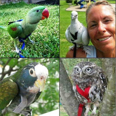 Training-Rope Leash Bird-Harness Parrots Outdoor Anti-Bite Adjustable