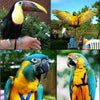 Training-Rope Leash Bird-Harness Parrots Outdoor Anti-Bite Adjustable