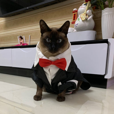 Kitten Suits Tuxedo Wedding-Dress Cat Dachshund Shih Pet Dog Male And for Tzu Puppy Boy