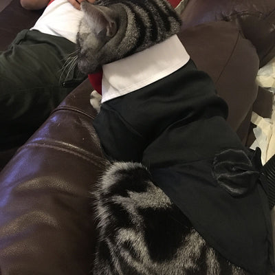 Kitten Suits Tuxedo Wedding-Dress Cat Dachshund Shih Pet Dog Male And for Tzu Puppy Boy