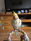 160cm Long Pet Bird Standing Decoration Climbing Parrot