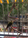160cm Long Pet Bird Standing Decoration Climbing Parrot