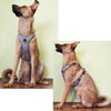 Truelove Pet-Harness Seat-Belt Handle Reflective-Dog Walk Soft Small Large Padded