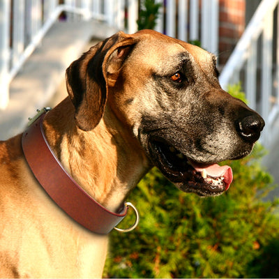 Pet-Dog-Collars D-Ring Pit-Bull Labrador German Shepherd Genuine-Leather Luxury