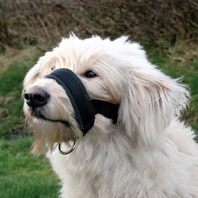 Pet Dog Padded Head Collar Gentle Halter Leash Leader Stop Pulling Training Tool