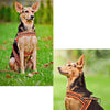 Truelove Vest Pet-Harness Dog-Collar Easy-Put Security Padded Reflective Nylon Discount