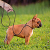 4ft/5ft Leather Dog Leash P Chian Collar Traction Lead Rope For Chihuahua Bulldog Collars Pet Supplies